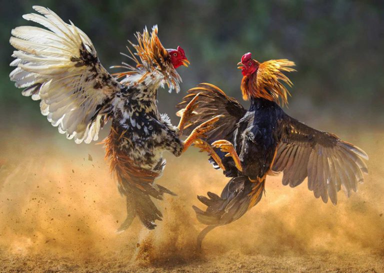สนามเดิมพันไก่ชนผ่านระบบออนไลน์ พร้อมชมการถ่ายทอดสดครบวงจร